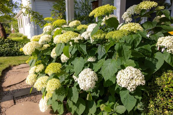 Blooming Panicle Hydrangea