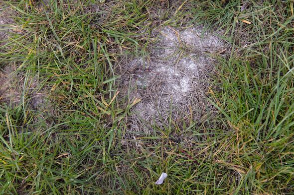 Lawn with ferrous sulphate.