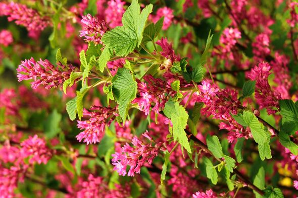 Red flowering currant flowers