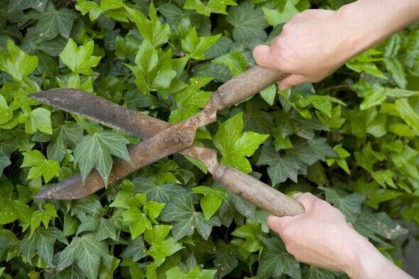 Germany, Baden-Württemberg, Stuttgart, Person trimming ivy with hedge clippers