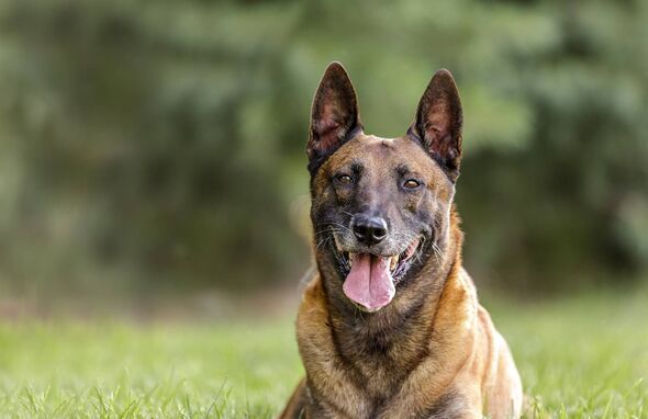 Belgian Malinois laying down on the edge of the woods