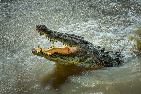 Crocodile