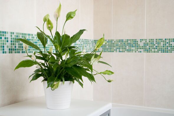 Picture of peace lilies in a bathroom
