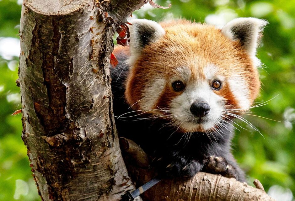 Adorable photos show an endangered red panda arriving at a zoo