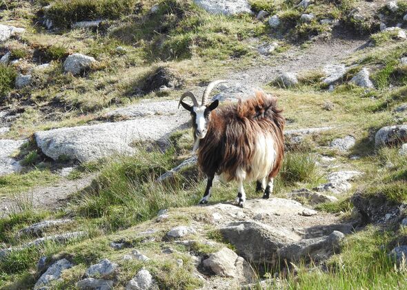 Long-haired wild goat with long curved horns on Lundy Island in the Bristol Channel