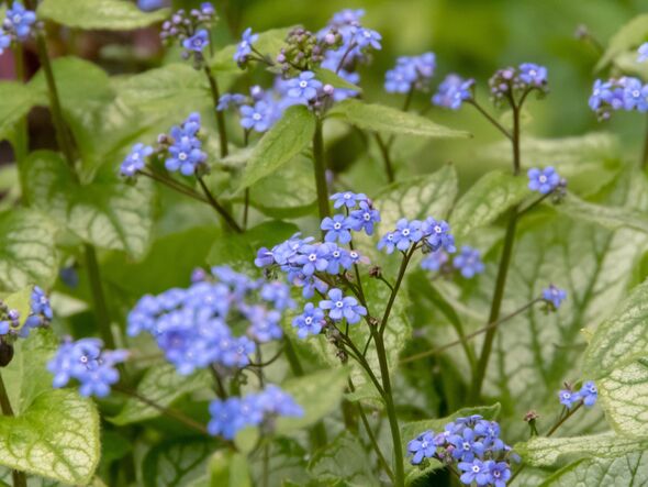 Brunnera macrophylla. Siberian bugloss flowers