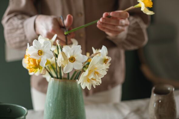 Close-up of a woman arranging a bunch of daffodils in a vase