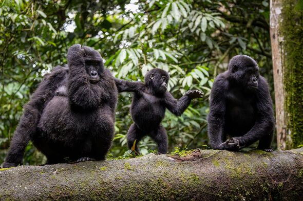 Endandered mountain gorillas in Uganda