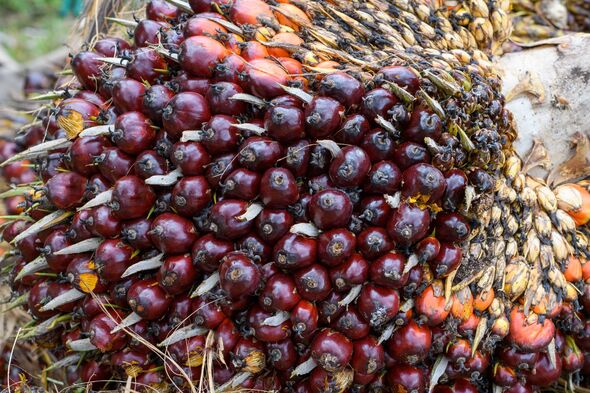 Palm oil