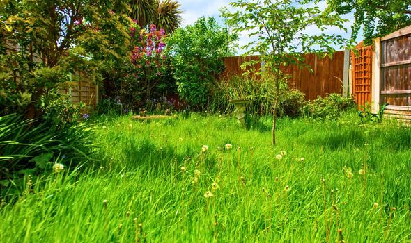 Picture of long grass in a garden