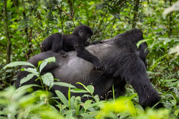 Rare sighting of a silverback carrying a baby