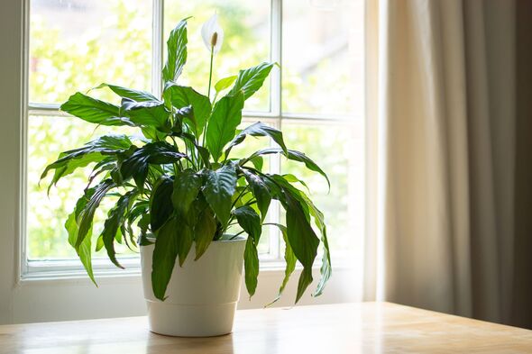 Picture of peace lily near a window