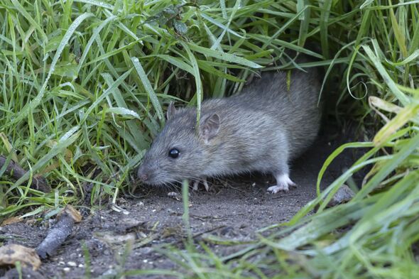 Brown rat adult rodent animal
