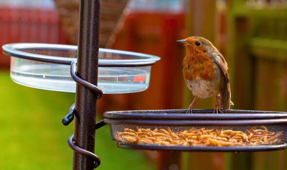 Picture of a ribin eating bird food