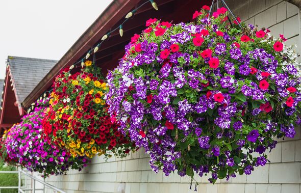 Hanging flower pots on a wooden wall