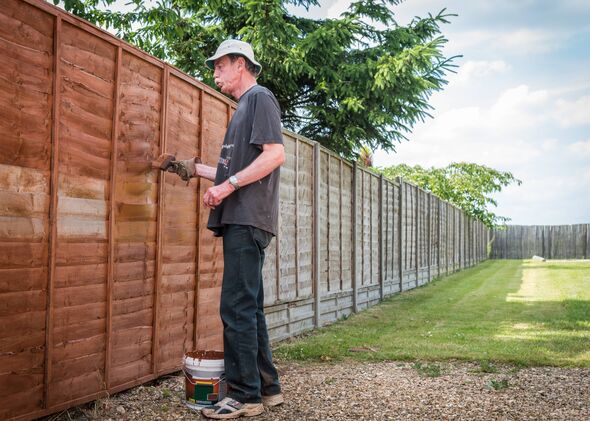 Side view of a senior man applying wood preserver to a fence.
