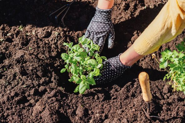 A gardener plants a basil seedling in rich soil while wearing dotted gloves, emphasizing organic gardening and care for nature.