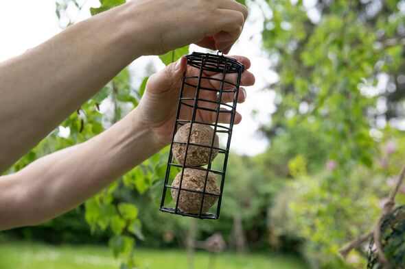 Person holding bird feeder with fat balls