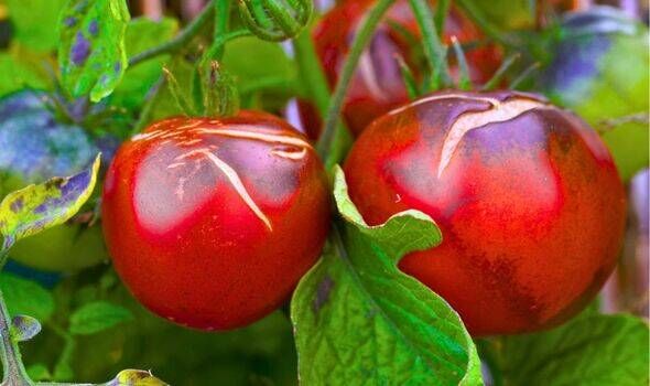 Tomatoes will stay healthy if their soil is covered with 1 natural item