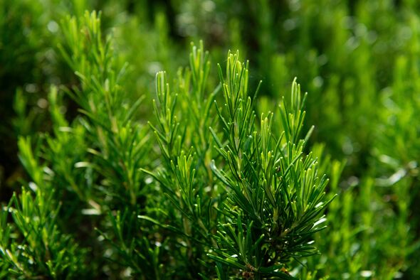Close-up focuses on the tip of a rosemary plant, highlighting the dense, needle-like green leaves with a slightly glossy surface
