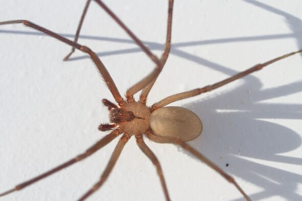A Brown Recluse Spider