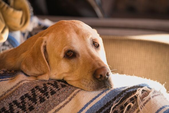 Labrador