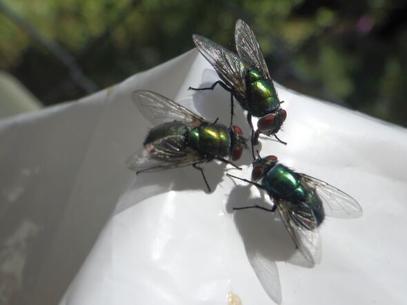 Flies on plastic food