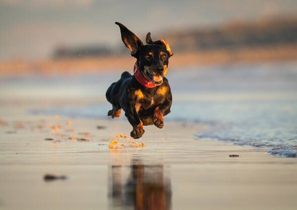 Teckel Dachshund having fun at the beach.