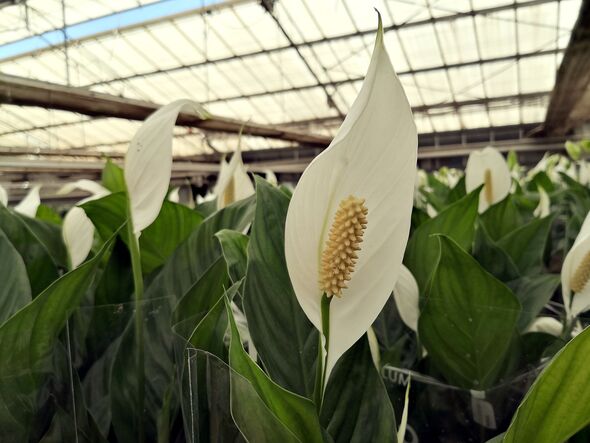 Plant Nursery In Madrid