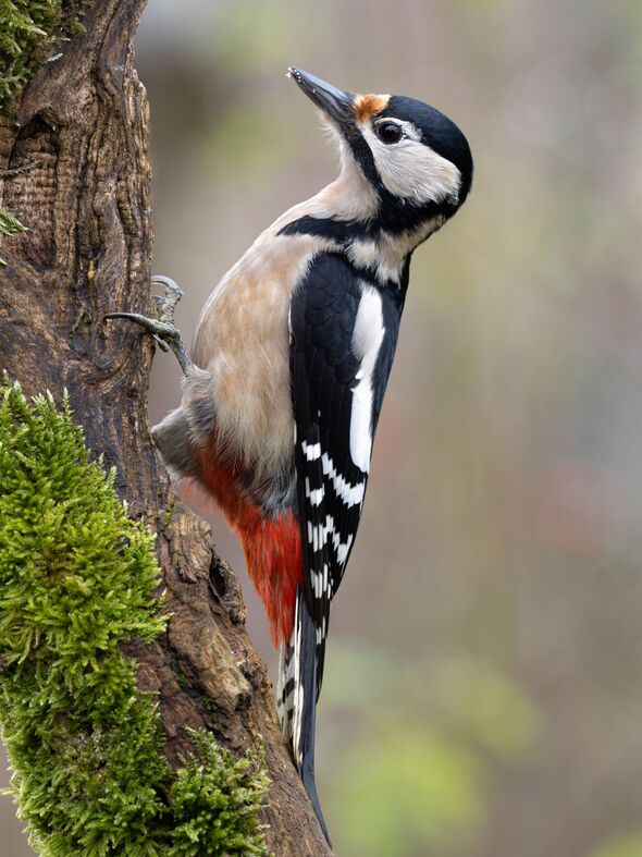 A great spotted woodpecker perching on a tree