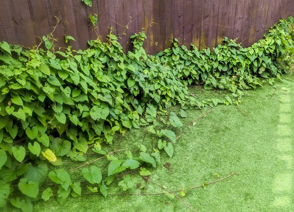 Vines or Bindweed can be a pest to properties as it grows fast and infiltrates property boundaries damaging the structure.