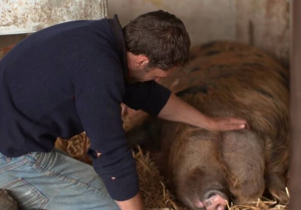 Kelvin comforted his pig after she gave birth to four piglets