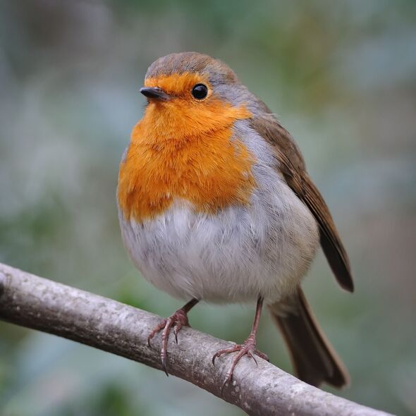 A Robin perching on a branch