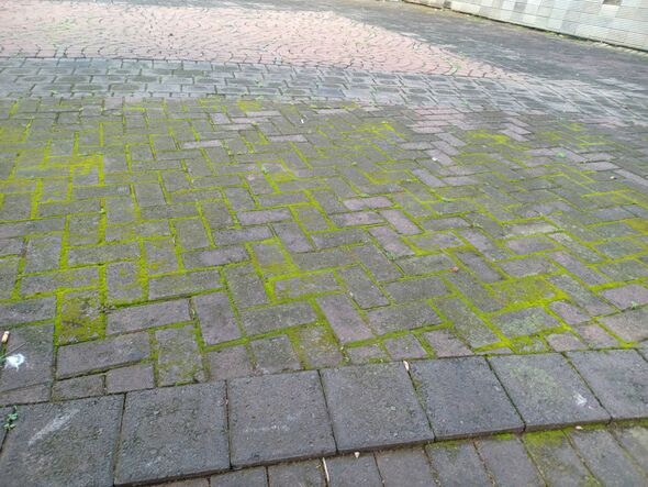 Moss covered brick pavement with gray paving stones and green algae in the joints, outdoor walkway texture background.