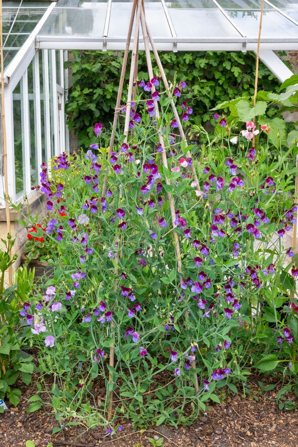 A sweet pea variety in full flower in mid summer