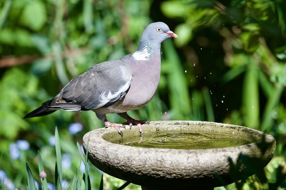 common garden wood pigeon drinking from a garden bird bath