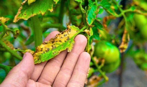 Picture of tomato plannts infected with blight