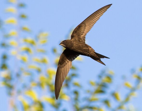 The common swift in flight