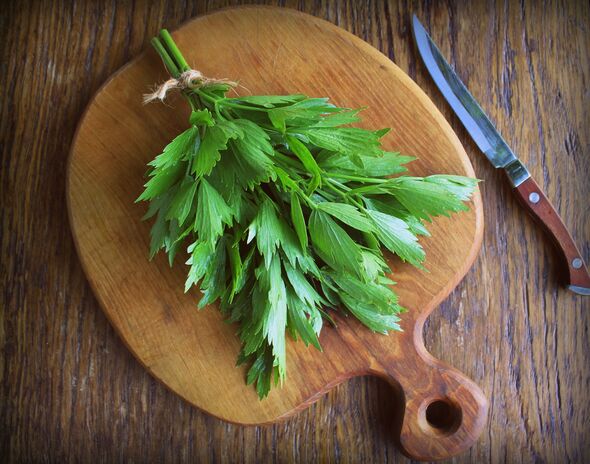 Lovage herb on wooden background