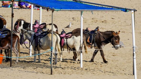 Donkeys in a pen on a beach