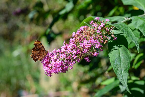 Polygonia on a Buddleja