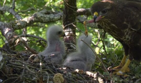 Springwatch