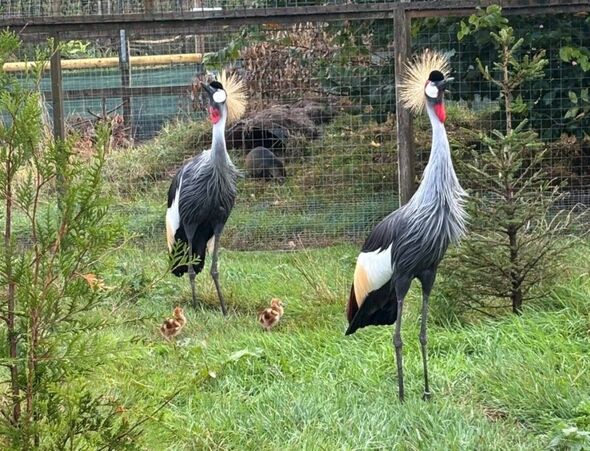 Axe Valley Wildlife Park