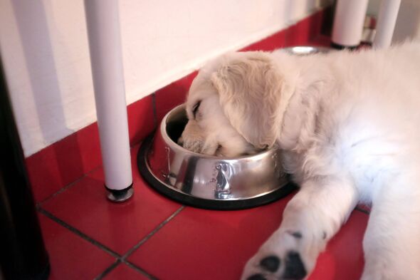 Puppy