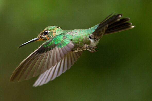 Hummingbird, Costa Rica