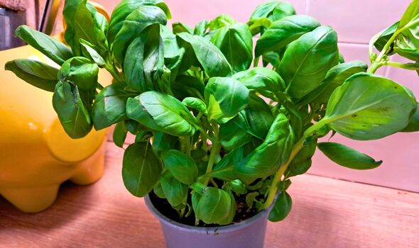 Picture of a close up of a basil plant