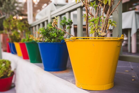 Colorful flowers in pots on the wall of Santorini