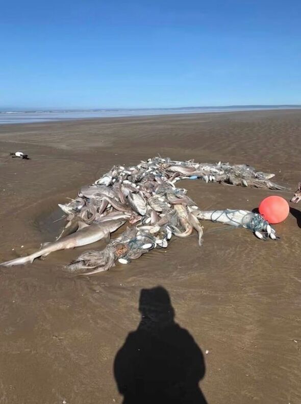 Fish washed up on a beach