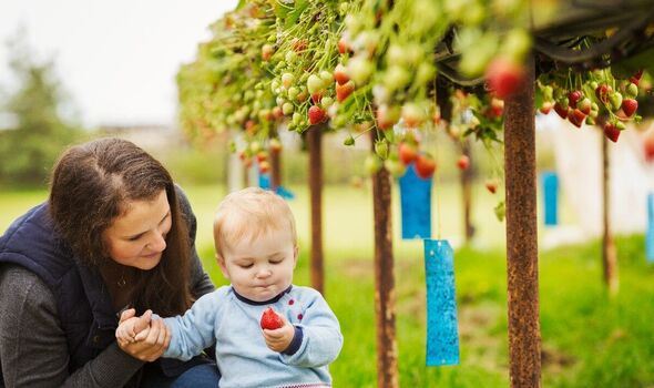 A mother and toddler strawberry picking