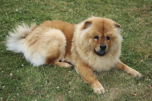 A Chow-Chow dog lying in the grass